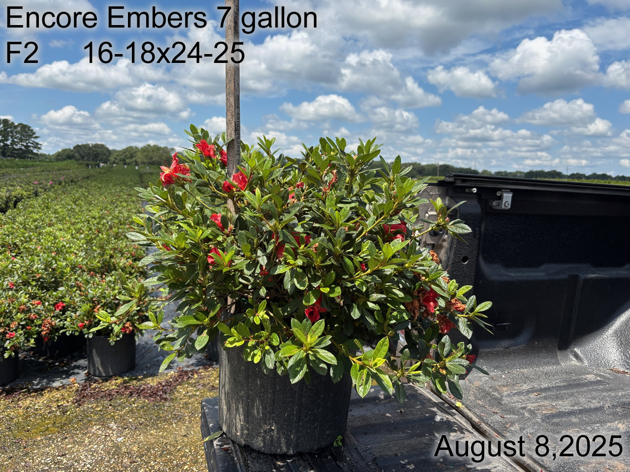 gallery/eemb7 f2 aug25.jpg